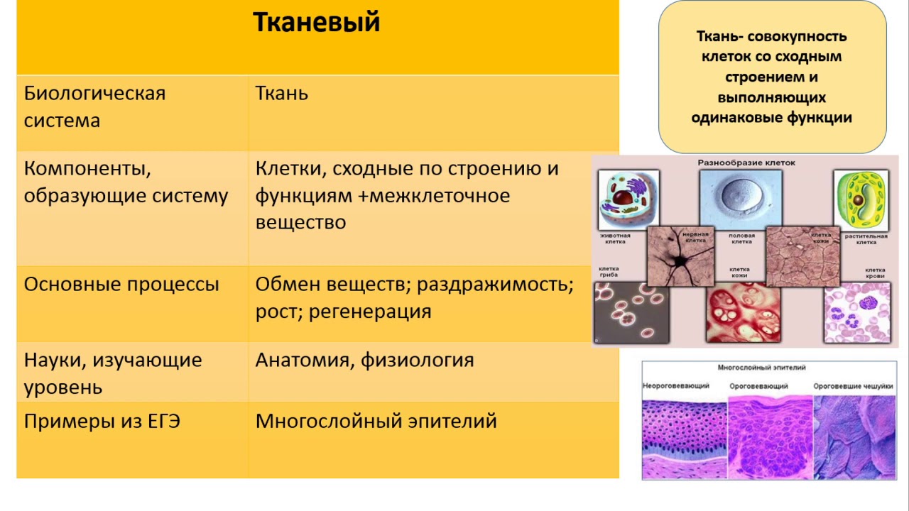 Уровни организации кровь. Уровни организации живой природы ЕГЭ таблица. Уровни организации живой природы биология. Уровни организации живого ЕГЭ биология. Уровни организации биология ЕГЭ.