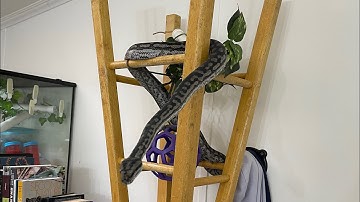 Inland Carpet Python shifting to Exercise Tent