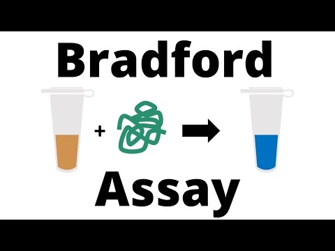 Video: Skillnaden Mellan Bradford Och Lowry Protein Assay