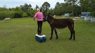 Teaching the mounting block using positive reinforcement