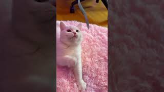 Fast And Furious Snowy 🐾