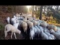 Pecore sull'Altopiano di Piné - Trentino
