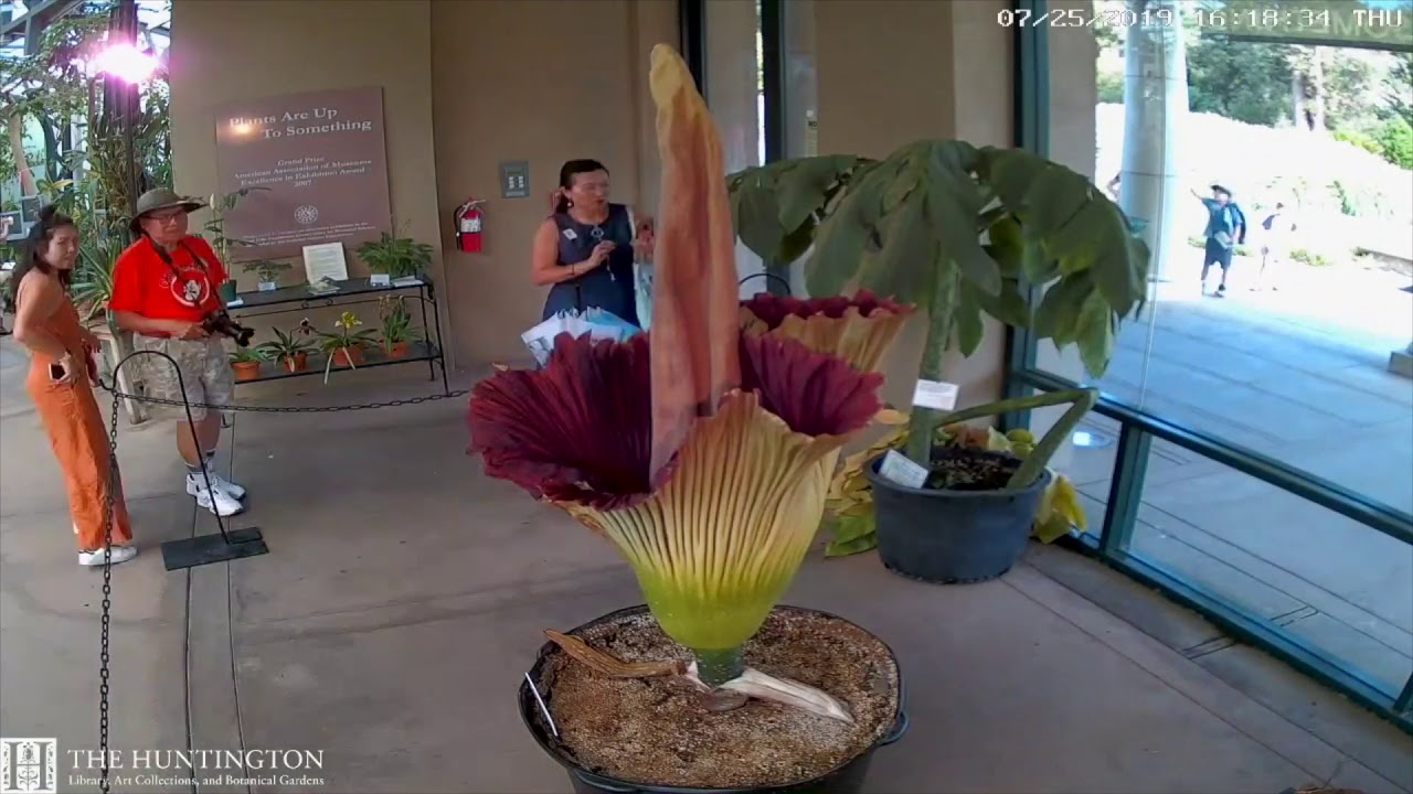 2019 Corpse Flower Time Lapse: The Huntington - YouTube