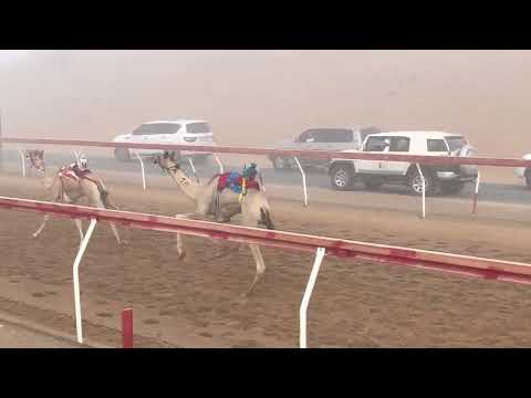 اللبسة 2 9 2022 الشوط 4 محمد خميس بن بدر العليلي 3 00 