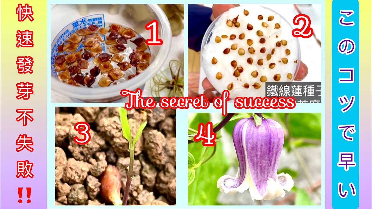 實生鐵線蓮快速發芽又不失敗的播種訣竅❣️一個月後出芽實況！種から育てるクレマチス❗️このコツで早い～reproduction techniques of #clematis #鐵線蓮#クレマチス
