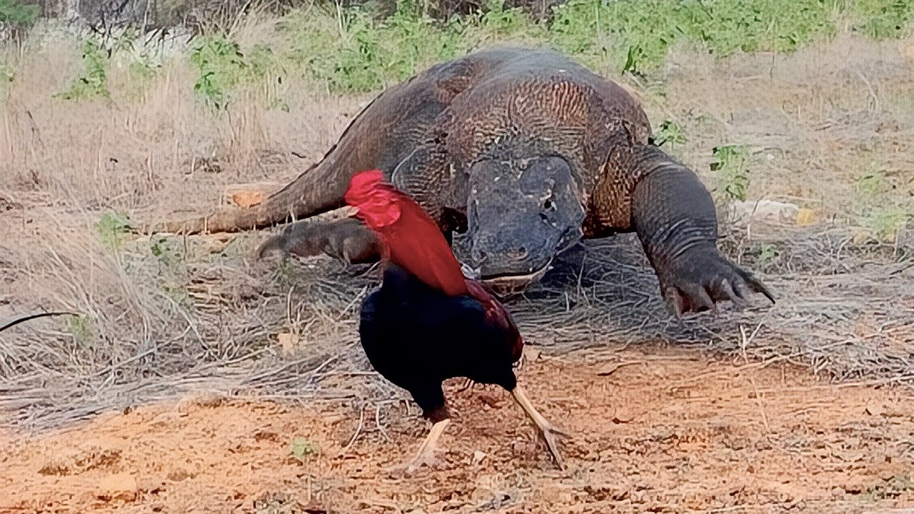 smart lizard vs panic rooster