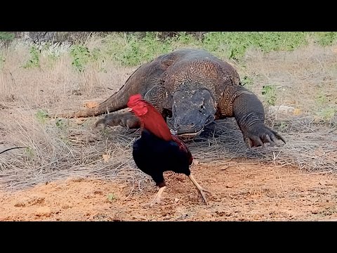 smart lizard vs panic rooster