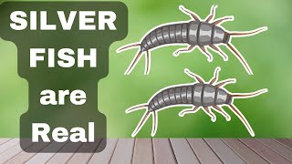 Silverfish Facts Minecraft Hostiles | Firebrats | Animal Fact Files