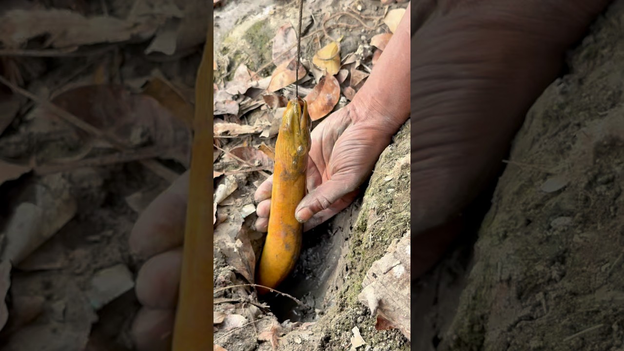 Угорь ловится всего за 10 секунд 