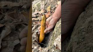 Download Lagu eel fish catching only 10 seconds #eel #fishing #fish MP3