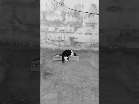 المغرب غتربح كون هانين هههه