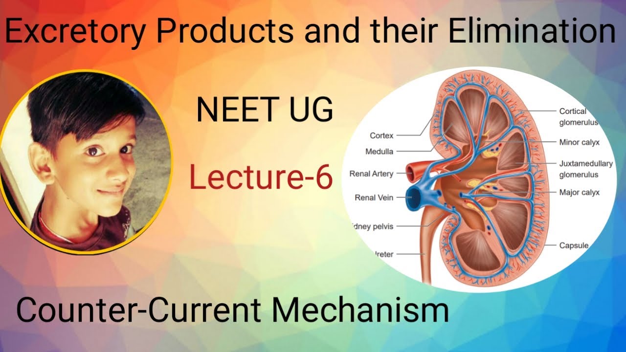 Excretory Products and their Elimination in Tamil L-06 Counter Current Mechanism Ft.Nikhil