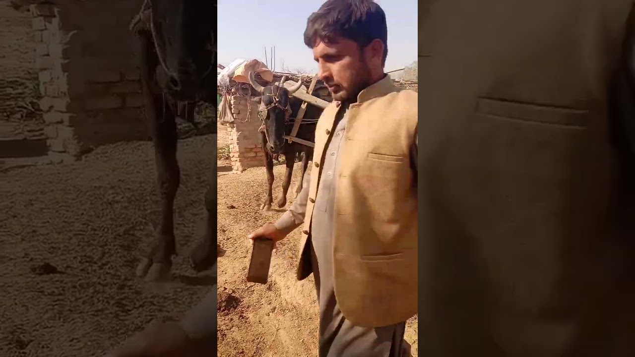 bull powered with oxen || punjabi farmer cutting fodder with the help of bulls gear toka machine