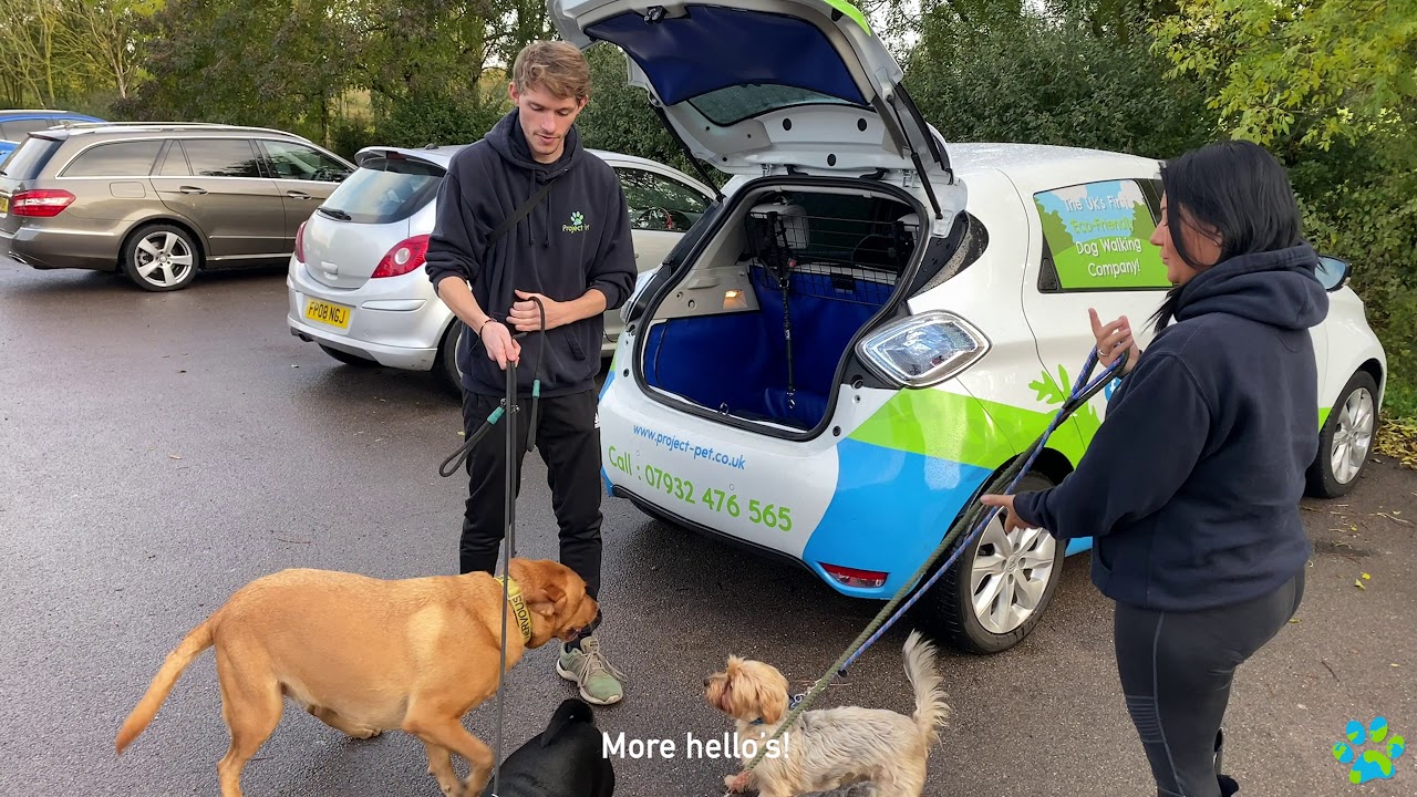 Our 1 Hour Group Dog Walking Service