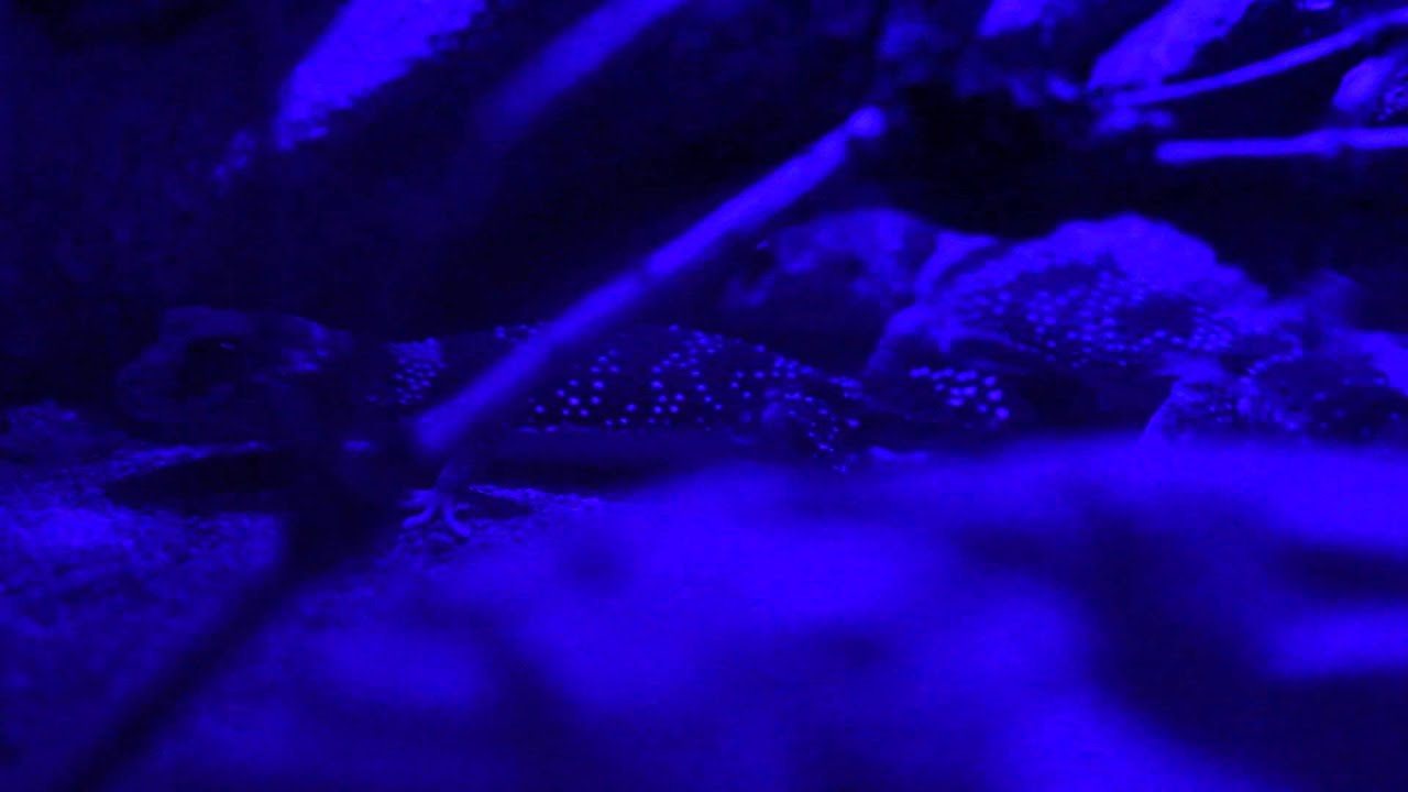 Underwoodisaurus Milii - Put the male and female together