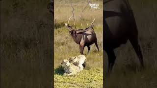 Cheetah Lagi Santai Tiba-Tiba Rusa Bertanduk Raksasa Datang