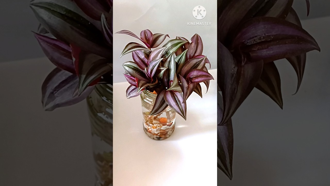 DIY wandering Jew Plant 