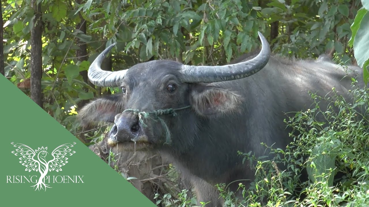Water Buffalo: Natural Landscape Management in Siem Pang