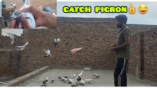 2 Kabootar Pakara Aj Catching Pigeons How To Catch A Pigeon With Your Hand Asain Stanuk