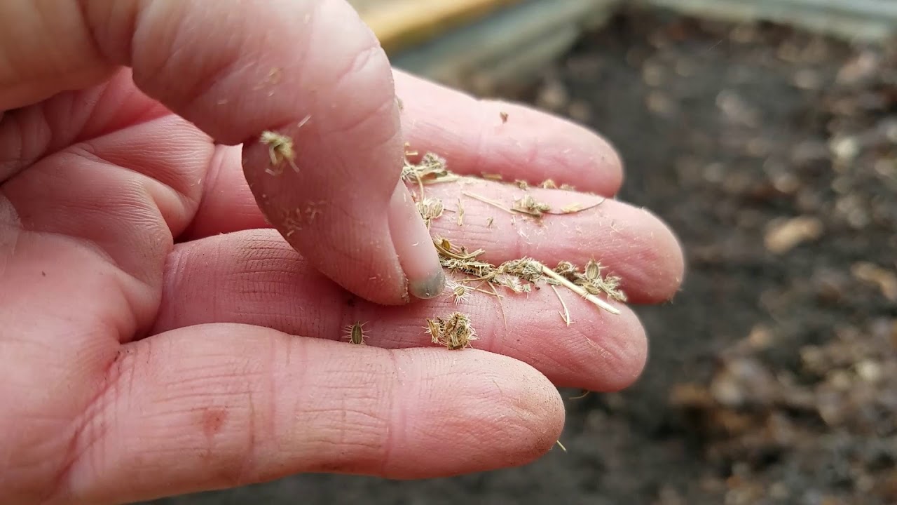 Carrots, Time to Plant YouTube