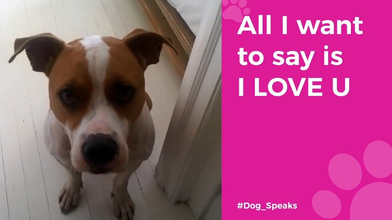 The dog saying I love you Funny animal videos TRY NOT TO LAUGH YouTube