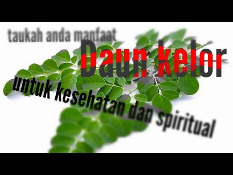 manfaat daun kelor menurut medis dan spiritual 