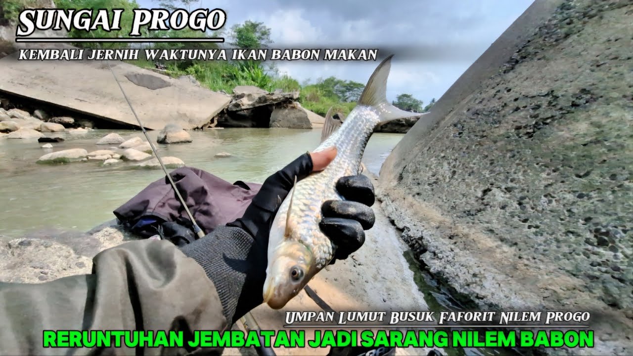 MANCING IKAN NILEM BABON ‼️ SAMPAI KELUAR SEPERMA IKANNYA...