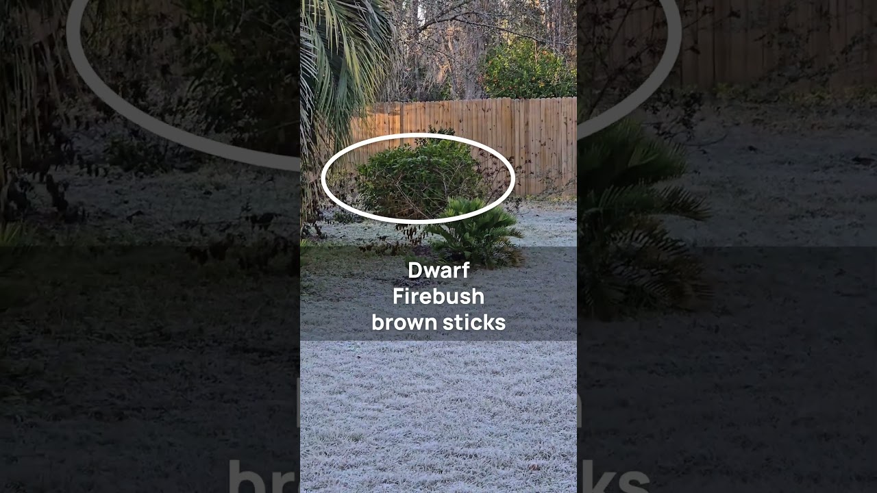 Rare Florida Hard Freeze & Frost