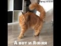 Коты, Кошки и Котята, которые удивят вас своим поведением. Смешное Видео про Котов.