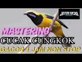 MASTERAN AMPUH CUCAK CUNGKOK BESETAN TAJAM DAN LAGU PANJANG 1 JAM NON STOP