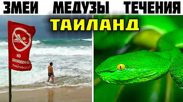 10 Главных опасностей Таиланда, о которых туристу нужно знать!!