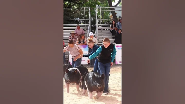 Krew and Karis showing in hog showmanship at The Final Drive! #showpigs #pigs #livestockshow