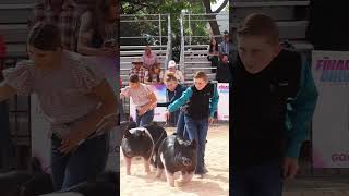 Krew And Karis Showing In Hog Showmanship At The Final Drive