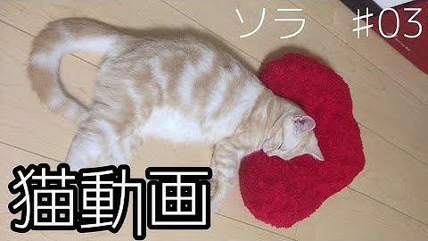 【猫動画】ソラ（アメリカンショートヘアー）のかわいい癒やし動画♯03