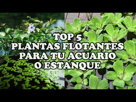 Video: Plantas flotantes para estanques - Cómo usar plantas flotantes para estanques