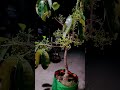 My Bonsai White Jamun Plant Flowering (white Njaval) #shorts #bonsai @MondalArt43 # #greenplant