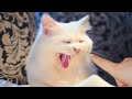 I Boop My Cats Too Many Times Compilation