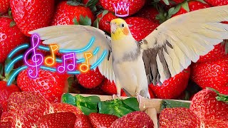 Happy singing cockatiel with strawberry background 🍓 | Calopsita feliz cantando com fundo morango 🍓