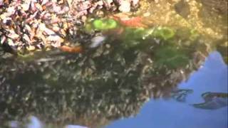 Khonnor - Executioner The Rat