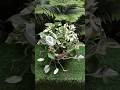 Money Plant #shorts #trending #money #shortsfeed #plants #reels #viralvideo #trending #foryou #song