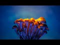 Positive News - Certain Mushrooms Reduced Human Cellular Aging by 57%