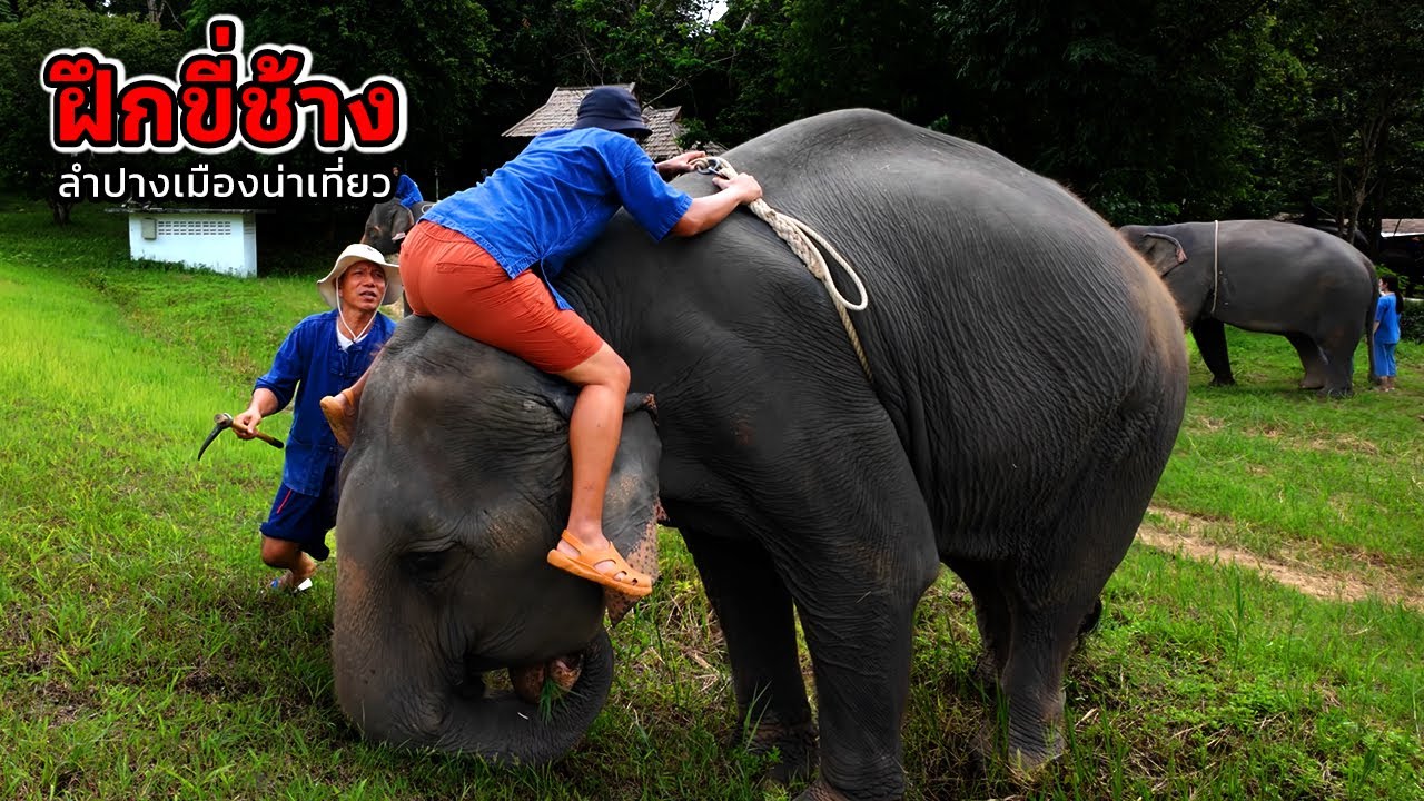 ฝึกขี่ช้าง ลำปาง เมืองน่าเที่ยว
