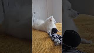 Japanese Spitz waiting for a walk #spitz #dog #japanesespitz