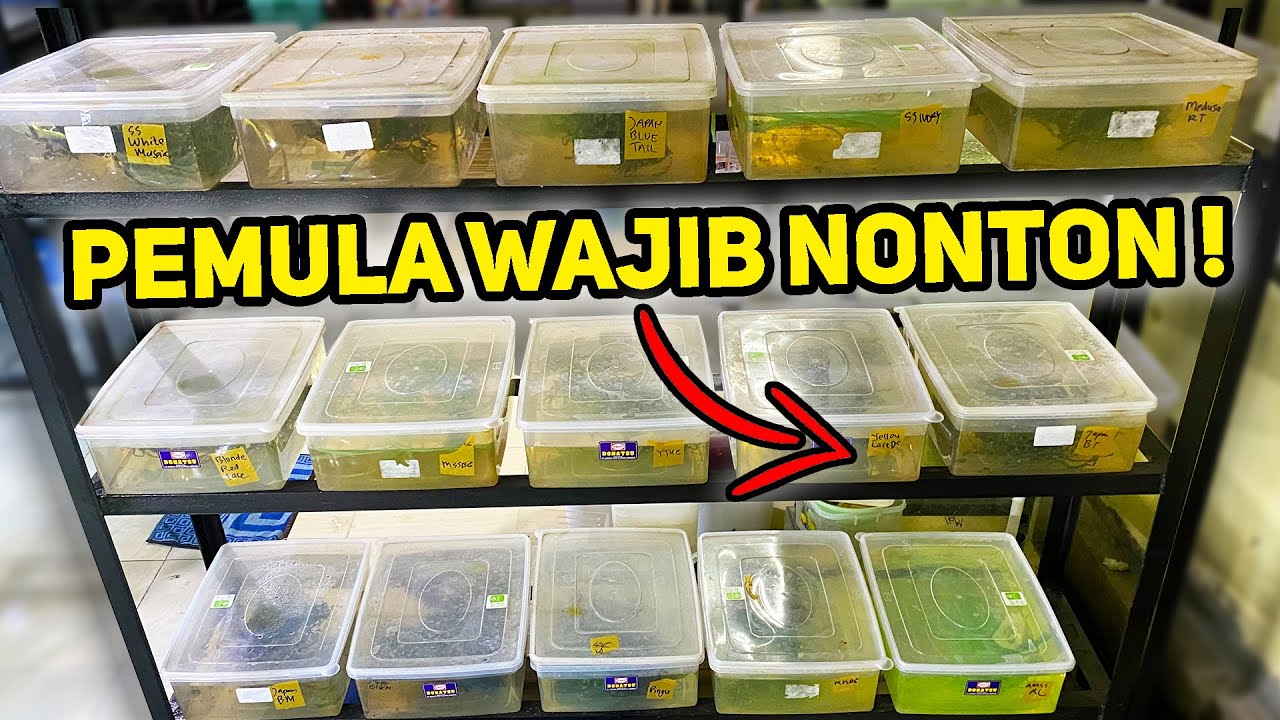 PENANGANAN INDUKAN IKAN GUPPY YANG MAU MELAHIRKAN / SEDANG HAMIL !!!
