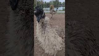 Which Emu color is your favorite?