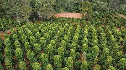 ( ĐÃ BÁN ) VƯỜN ĐẸP NGUỒN THU MẠNH - GIÁ RẺ BÈO - AO CÁ TO NƯỚC TƯỚI TẸT GA