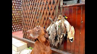Охота на утку, северная подтянулась, готовим уток, duck hunting 2020 #охотанаутку2020 #birdhunters