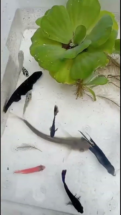 Ngasi makan ikan #lucu #vlog #ikanhiaskoki #ikanhiaspalembang #satuklikuntukwujudkanimpianmu