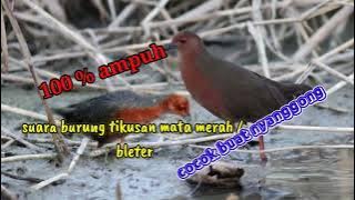 suara pikat burung tikusan mata merah/bleter.ampuh buat nyanggong