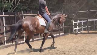 Jump/ Flatwork